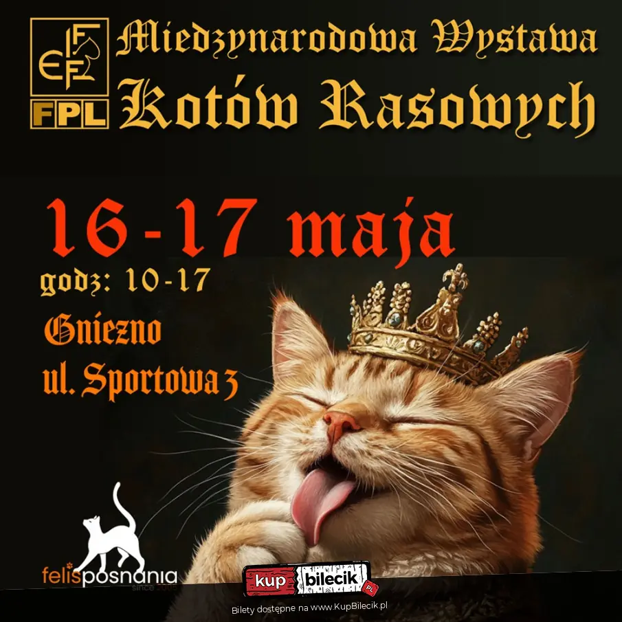 Najpiękniejsze koty rasowe. Na żywo. Gniezno