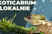 Exoticarium Lokalnie - Targi Terrarystyczne