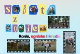 Sobota z Koniem - zabawa w plenerze