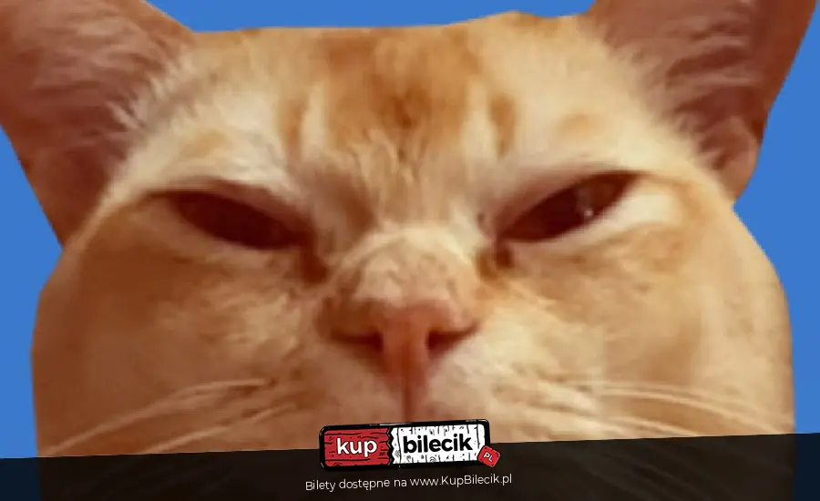 Saszeta i kuweta, czyli impro dla kociar(zy)