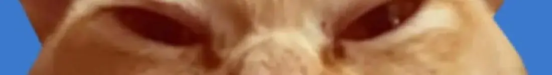 Saszeta i kuweta, czyli impro dla kociar(zy)