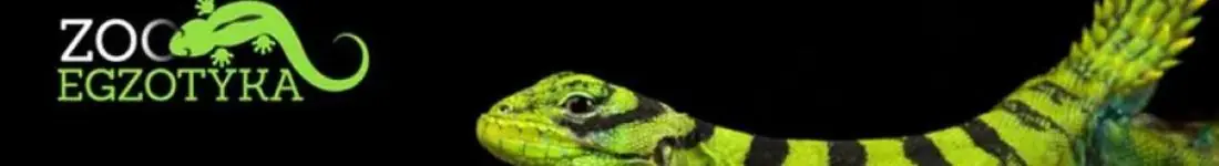 ZooEgzotyka Częstochowa