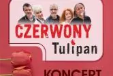 Czerwony Tulipan