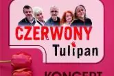 Czerwony Tulipan
