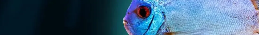 Targi Akwarystyczne WROCŁAW 04.01.2026