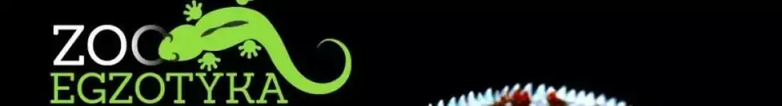 ZooEgzotyka