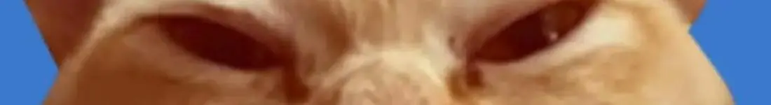 Saszeta i kuweta: NIGDZIE NIE JADĘ, BO MÓJ KOT NIE WSZEDŁ DO TRANSPORTERA