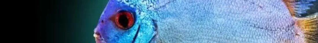 Targi Akwarystyczne Warszawa!