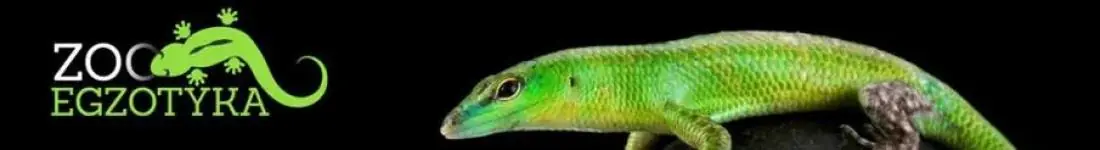 ZooEgzotyka Wrocław